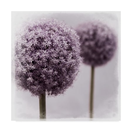 Tom Quartermaine '2 Purple Alliums' Canvas Art,18x18